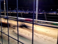Greyhound Blur © Lisa Osborne