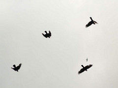 7032269291_a0a0ecdbc0_m